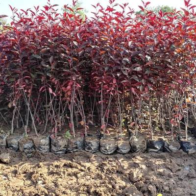 紫葉矮櫻種植戶在哪 大學生創(chuàng)業(yè)基地 紫葉矮櫻苗