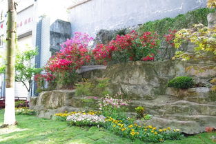 九龍坡 開展城市提升春季行動,打造高品質園林綠化景觀