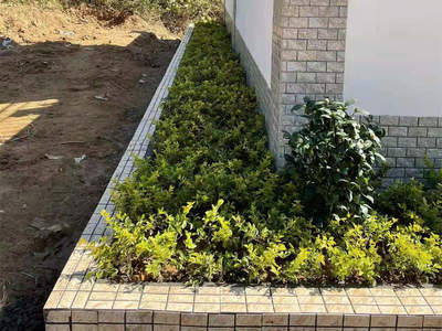 急客戶所急!怡軒園林綠化公司加班加點完成凈水站外圍花基的綠化工程種植