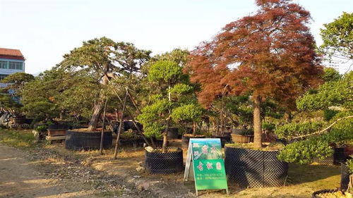 香泡樹(shù) 浙江香泡樹(shù) 嵊州市墅院景觀花木專業(yè)合作社 13357554232