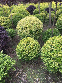 基地直供私家花園景觀造型綠化苗木、園林綠化工程施工