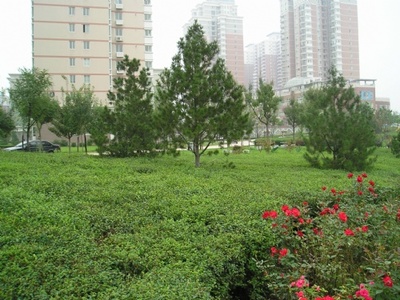 太原專(zhuān)業(yè)綠化公司