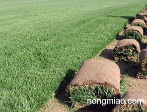 哈爾濱綠化工程施工哈爾濱草坪基地哈爾濱園林綠化公司慶全苗圃