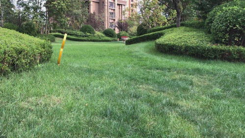 德州發(fā)布園林綠化種植土壤地方標(biāo)準(zhǔn) 為全省首例