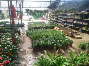 一站式園林綠化與體育設施服務 苗圃開業(yè)花籃、養(yǎng)護與工程施工