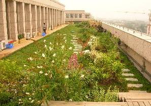 市園林綠化局檢查我區(qū)屋頂綠化工程，助力城市生態(tài)建設(shè)